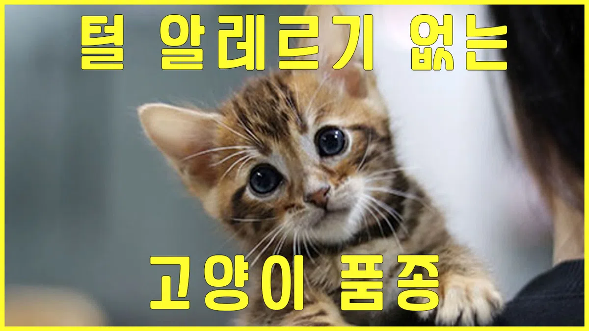 고양이 털 알레르기 없는 고양이?